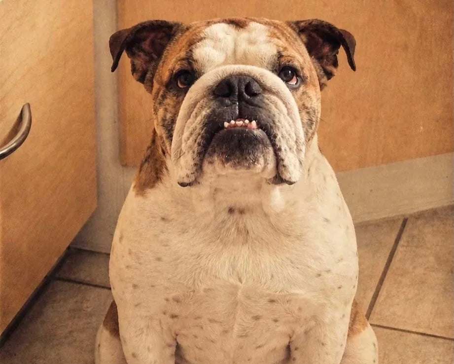 Fotografiet af kundens bulldog, som blev udgangspunkt for smykkerne